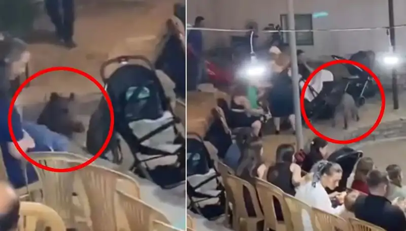 Düğün Töreninde Yaban Domuzu Gerginliği: Konuklar Ne Yapacak?