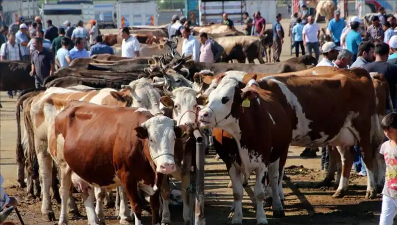 2025 Kurbanlık Fiyatları: Şehir Şehir Canlı Kilo Ücretleri Açılandı