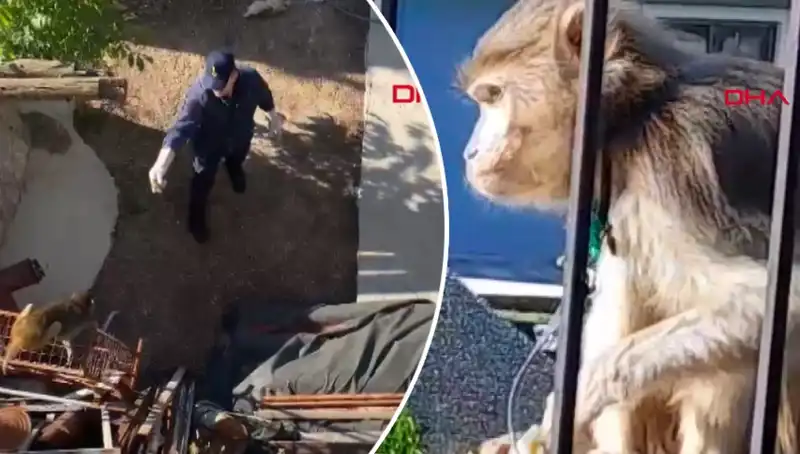 Muğla'da Şaşırtan Olay: Mahallede Maymun Kovalamacası Yaşandı!