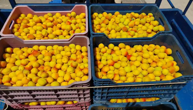İlk Hasat: Tarımda Yeniliklerle 500 TL'den Alıcı Bulma Başarı Hikayesi