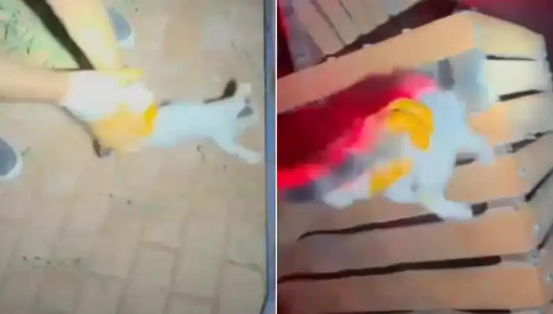 Gece Yarısı İtfaiye Ekipleri Kedi Kurtarma Operasyonuyla Gecenin Kahramanı Oldu