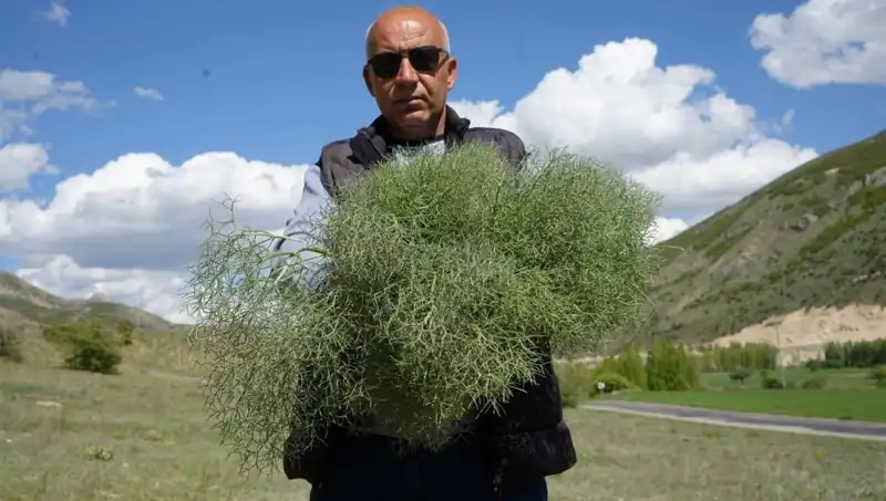 Doğanın Şifalı Protein Kaynağına Ulaşmak İçin 15 Kilometre Yürüyüş