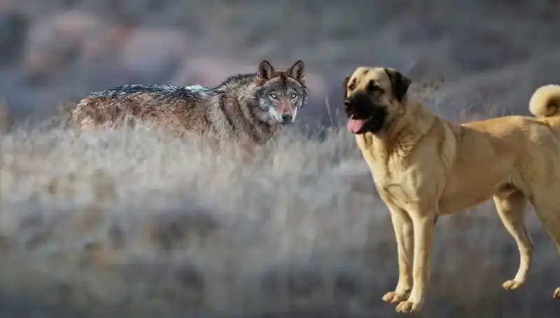 Kangal Köpeği Talebi Artıyor: Kurt Popülasyonundaki Artışın Arka Planı