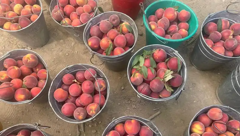 Çiftçiler Hasadın Keyfini Çıkarıyor: Fiyatlar 100 Lirayı Geçti!