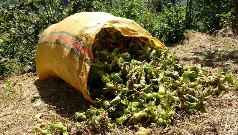 Giresun’da Fındık Hasadı Başladı: Üreticilerin Yüzleri Gülüyor!