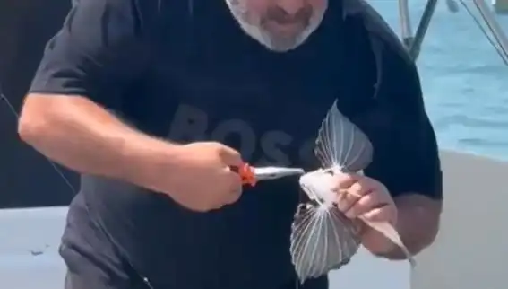 Saros'ta Nadir Görülen Kırlangıç Balığı Avlandı! Balıkçılar Şaşkına Döndü