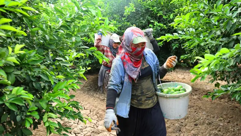 Market Fiyatlarındaki Şaşırtan Artış: 150 Liralık Eşiği Aşan Ürünler