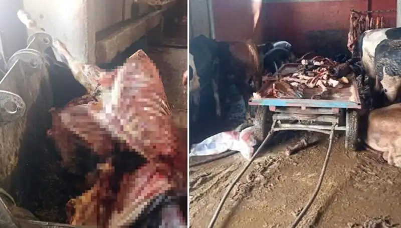 Adana’da 2,5 Ton At Eti Operasyonu: 4 At Son Anda Kurtarıldı