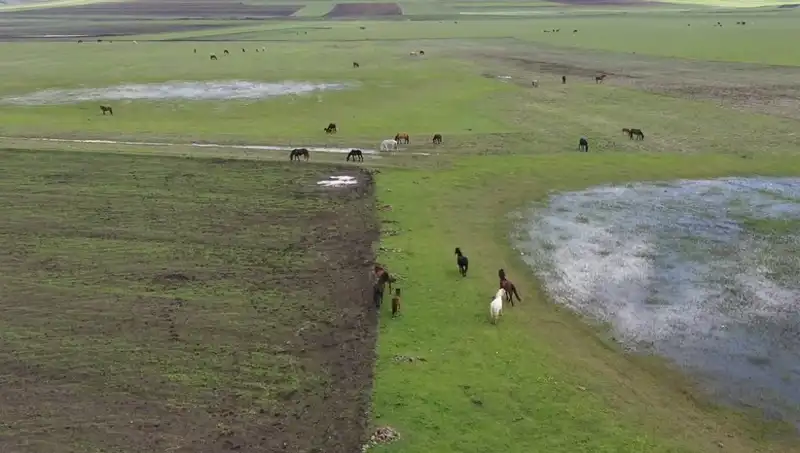 Kars'ın Büyüleyici Tabiatında Yılkı Atlarına Tanıklık Edin