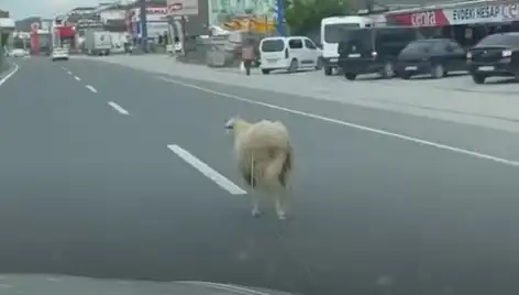 Yalova'da Kaçan Kurbanlıklar Trafiği Kilitledi, Sıradışı Anlar Yaşandı!