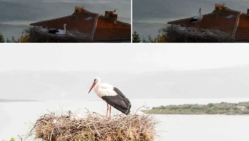 Yaren Leylek Depreminin İzlerini Önceden Belirledi, Doğanın Gizemleriyle Karşılaşın!
