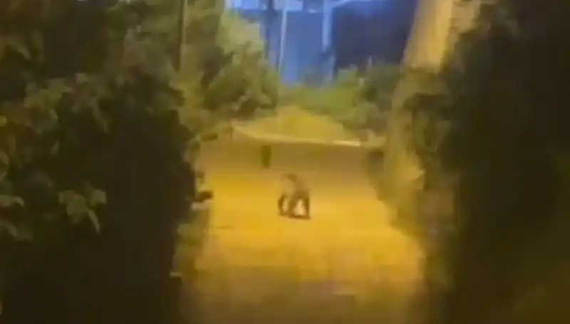 Gümüşhane'de Merkezde Ayı Görüntülenince Yaşanan Panik ve Merak