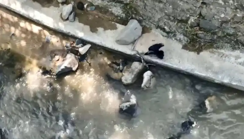 Karga ve Yılanın Sıra Dışı Mücadelesi: Doğada Hayatta Kalma Savaşı