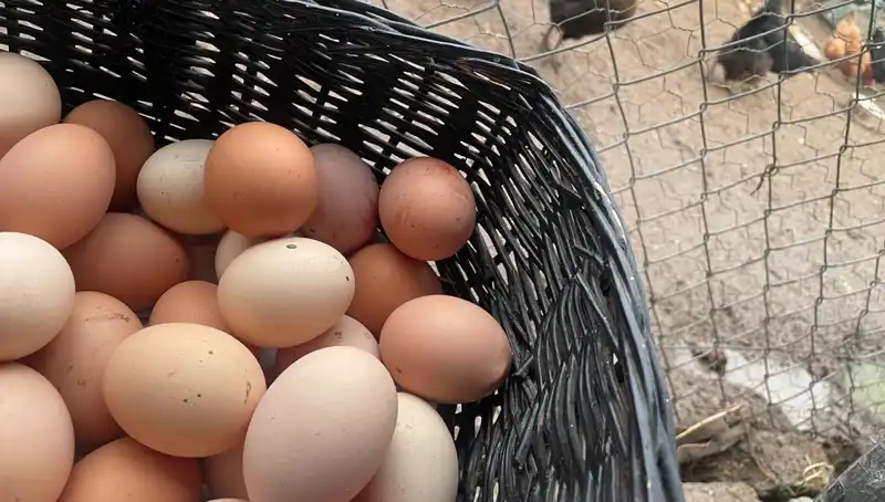 Dünyanın En Ucuz Proteiniyle Okul Dönemi İçin Ekonomik Çözüm