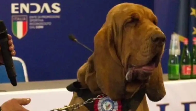 Arama Köpeğine Suikast: Çivili Sosisle İşlenen Korkunç Saldırı
