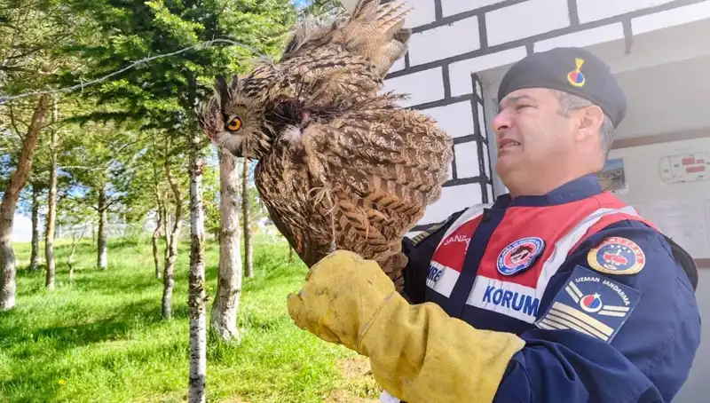Puhular Dikenli Tellere Takıldı, Hayvanseverler Harekete Geçti