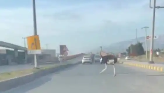 Hatay'da Trafikte Deve Kuşu İle Yaşanan Şaşkın Anlar